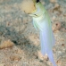 jawfish_yellowhead_dw_wc_v_0076_tci1901.jpg